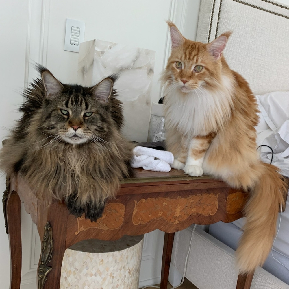 Meet the boys!